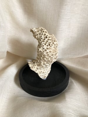 Image of Création unique : corail cerveau dans cloche en verre