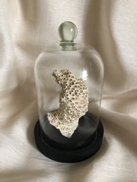 Image 2 of Création unique : corail cerveau dans cloche en verre