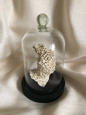 Image of Création unique : corail cerveau dans cloche en verre