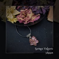 Image 1 of ☽ Syringa Vulgaris ☾