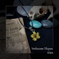 Image 1 of ☽ Verbascum Thapsus ☾