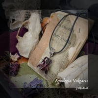 Image 1 of ☽ Aquilegia Vulgaris ☾