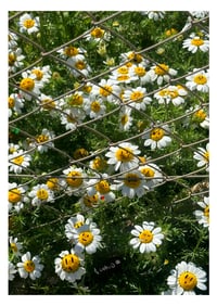 Image 2 of LÁMINA "SILVESTRE"