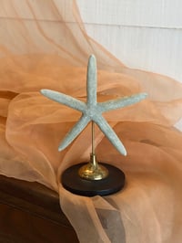 Image 1 of Création unique : étoile de mer sur socle