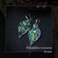 Image 1 of ☽ Philadelphus Pavonis ☾