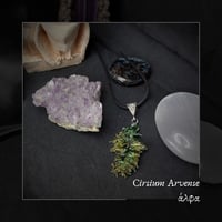 Image 1 of ☽ Cirsium Arvense ☾