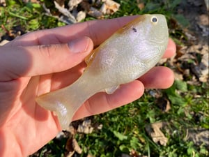 Image of Bob’s Bluegill (Threadfin)