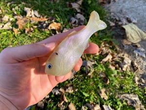 Image of Bob’s Bluegill (Threadfin)