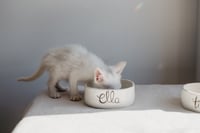Image 3 of Comedero personalizado para mascotas, con el nombre y la ilustración de tu peludin