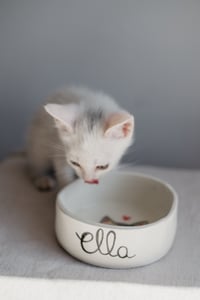 Image 7 of Comedero personalizado para mascotas, con el nombre y la ilustración de tu peludin