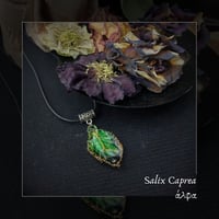 Image 1 of ☽ Salix Caprea ☾