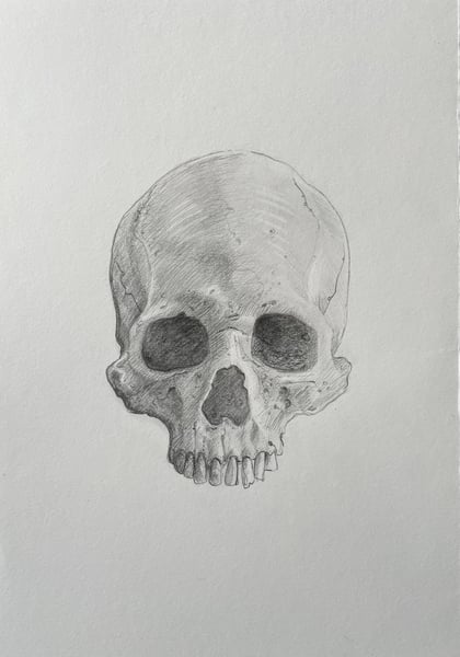 Image of Skull Study 1