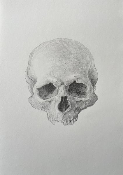 Image of Skull Study 2 