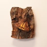 Image 2 of Large Yellow Underwing