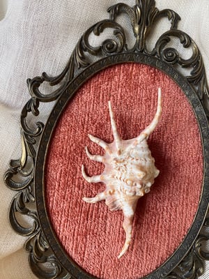 Image of Création unique : grand cadre avec coquillage Lambi