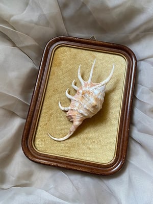 Image of Création unique : cadre avec coquillage Lambis crocata
