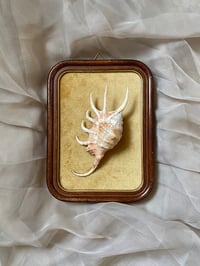 Image 2 of Création unique : cadre avec coquillage Lambis crocata