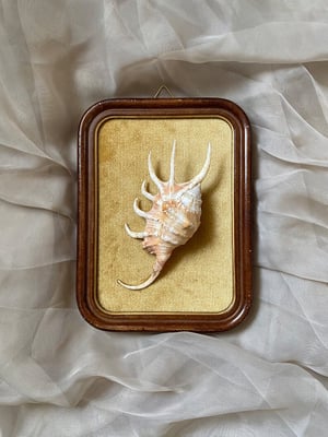 Image of Création unique : cadre avec coquillage Lambis crocata