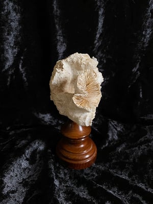 Image of Création unique : véritable corail blanc monté sur socle