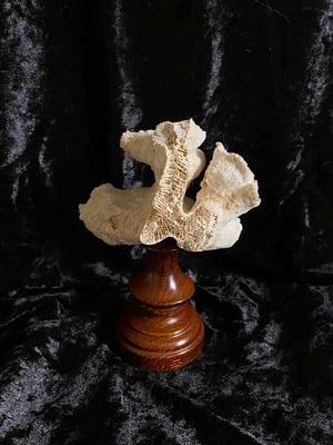 Image of Création unique : véritable corail blanc monté sur socle