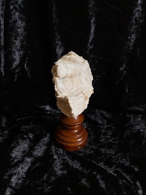 Image of Création unique : véritable corail blanc monté sur socle