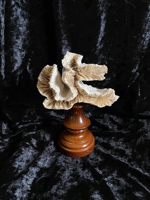 Image of Création unique : véritable corail blanc monté sur socle