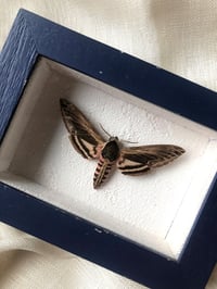 Image 2 of Création unique : papillon naturalisé "Sphinx du liseron"