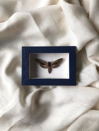 Image 1 of Création unique : papillon naturalisé "Sphinx du liseron"