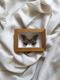 Image 1 of Création unique : papillon naturalisé "petit paon de nuit"
