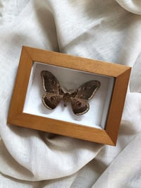 Image 2 of Création unique : papillon naturalisé "petit paon de nuit"