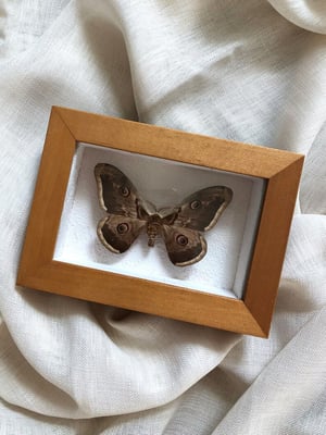 Image of Création unique : papillon naturalisé "petit paon de nuit"