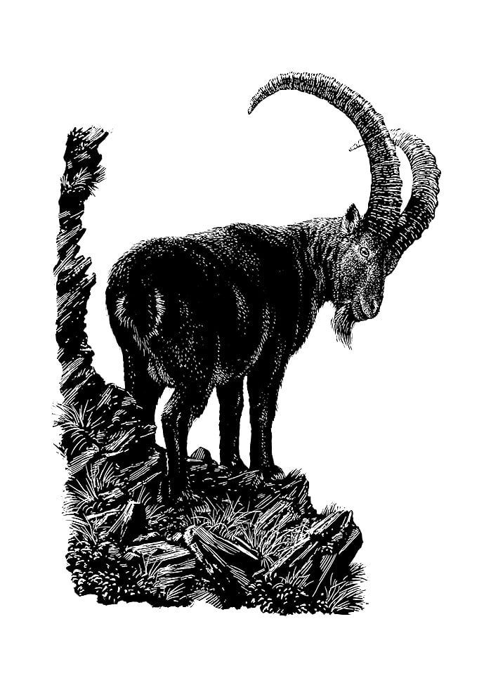 Image of »Steinbock« Screen Print