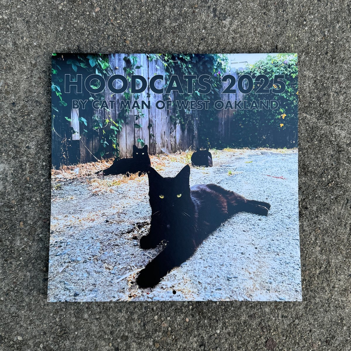 Hoodcats 2025 9x9 Wall Hanging Calendar Cat Man HQ