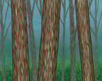 Image 1 of Rainbow Eucalyptus