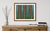 Image 2 of Rainbow Eucalyptus