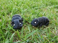 Image 3 of Guinea Pigs
