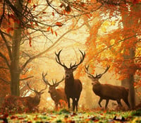 Image 1 of Deer at Dusk