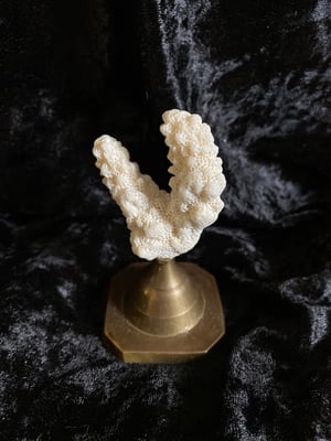 Image of Créations uniques : coraux montés sur socle (3 différents disponibles)