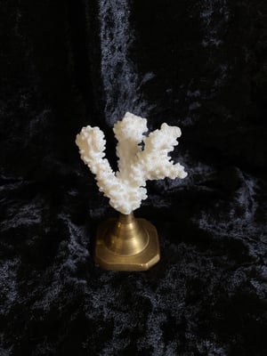 Image of Créations uniques : coraux montés sur socle (3 différents disponibles)