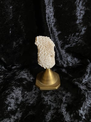 Image of Créations uniques : coraux montés sur socle (3 différents disponibles)