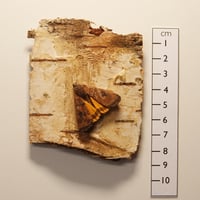 Image 4 of Large Yellow Underwing