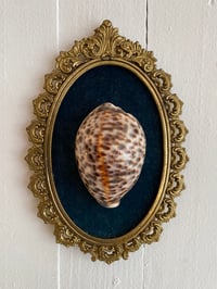 Image 2 of Création unique : cadre avec grand coquillage Cypraea tigris