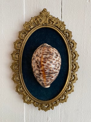 Image of Création unique : cadre avec grand coquillage Cypraea tigris