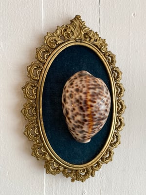 Image of Création unique : cadre avec grand coquillage Cypraea tigris