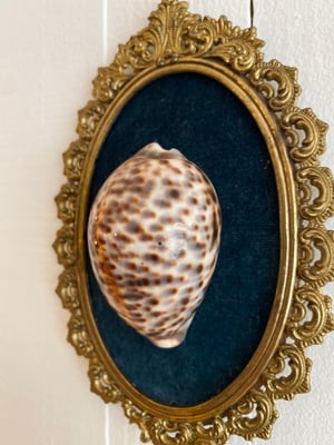 Image of Création unique : cadre avec grand coquillage Cypraea tigris