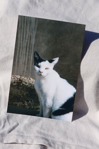 Image 2 of friendly cat