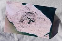 Image 2 of trilobite fossil