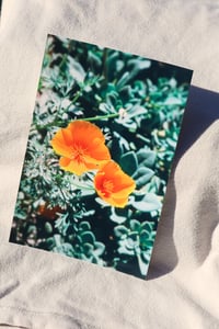 Image 2 of two poppies