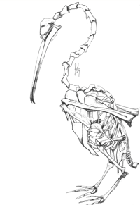 Image 1 of Australian Pelican