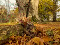 Image 2 of Golden Oakleaf Fernskin